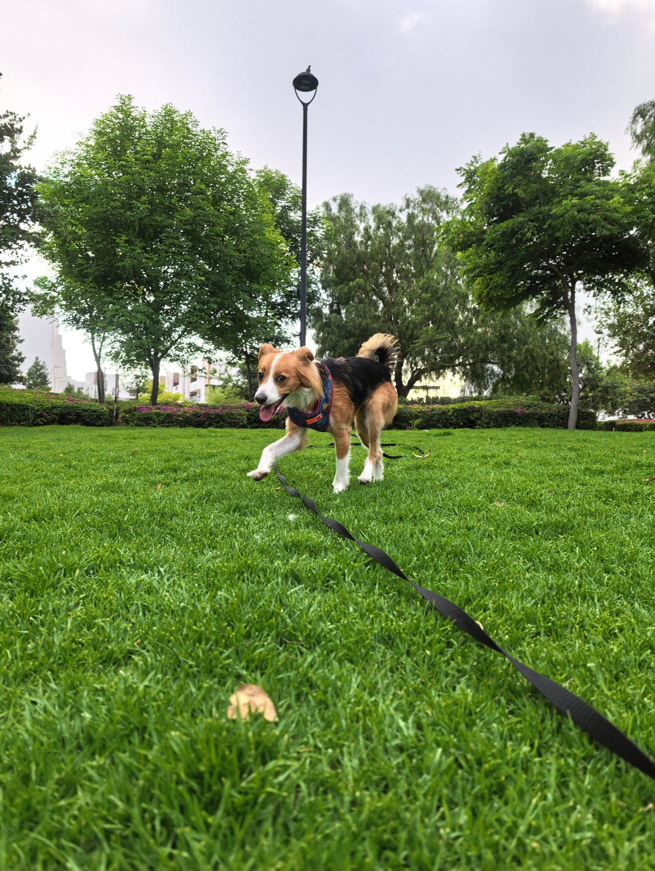 Un perrito muy bonito y feliz